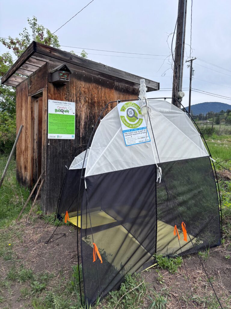 QuestHub cambium cider co bqkit 1019 bugquest 2