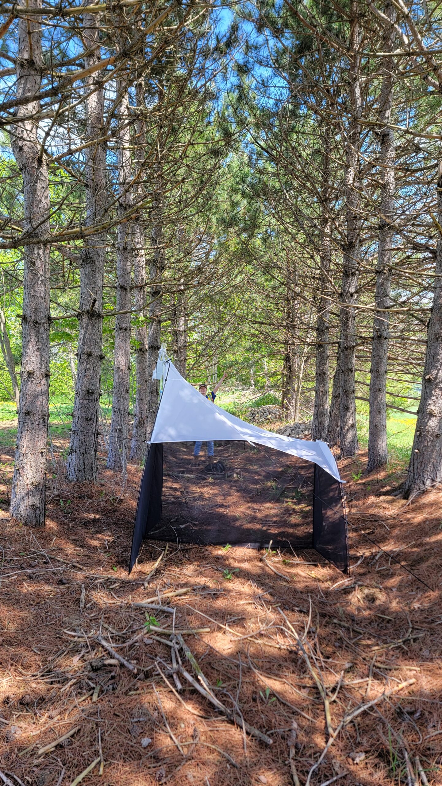 florencveille pine trees (trap#1) bqkit 1136 1000021974