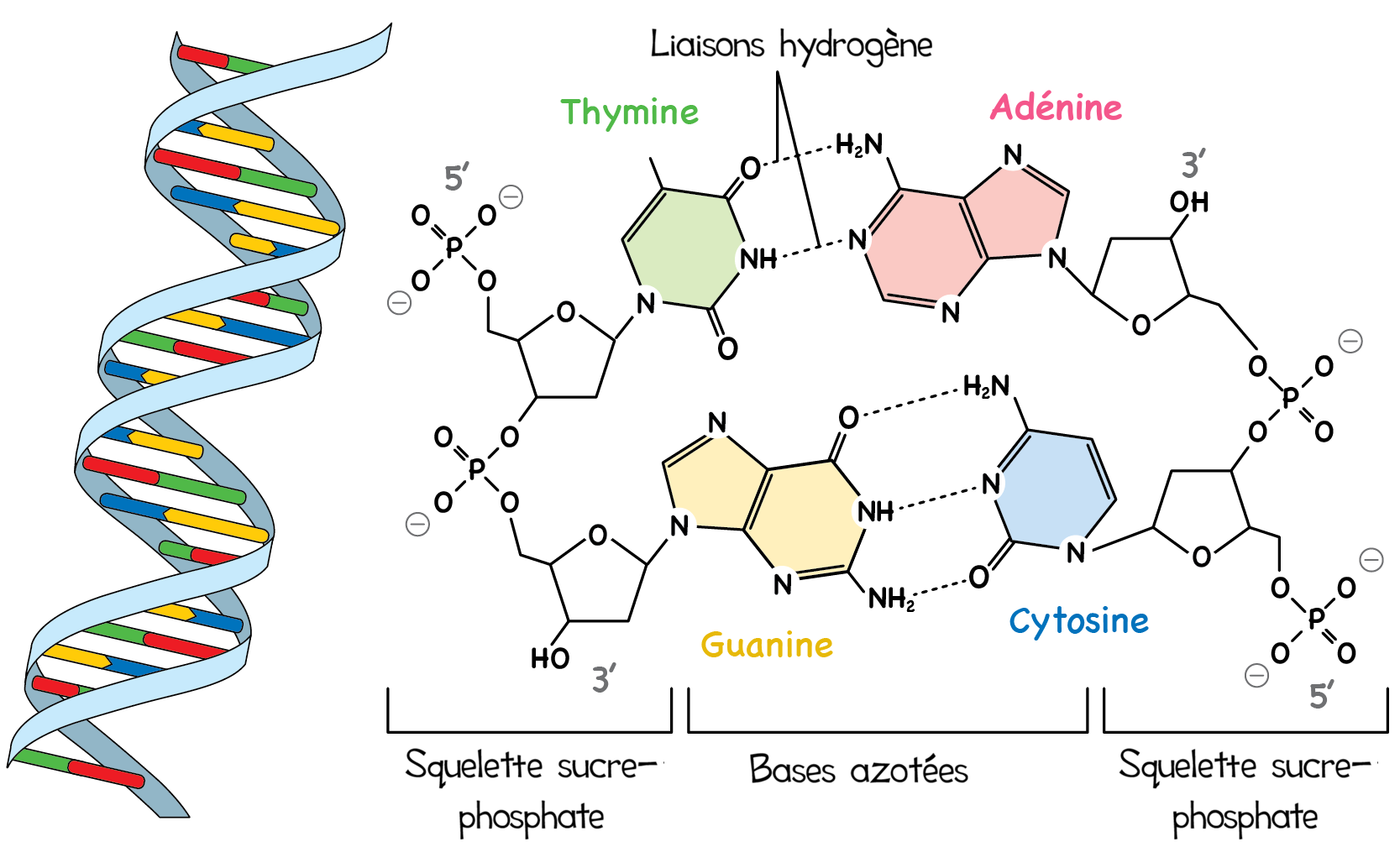 Liaisons Hydrogene V2