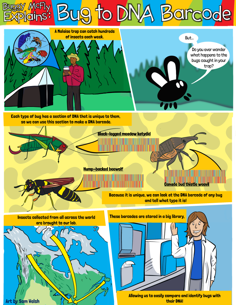 buggymcflyexplains bugtobarcode