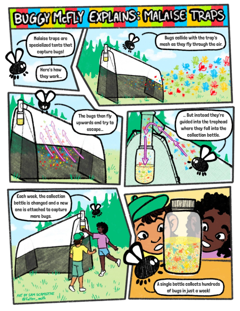 buggymcfly explains malaise traps final.pdf